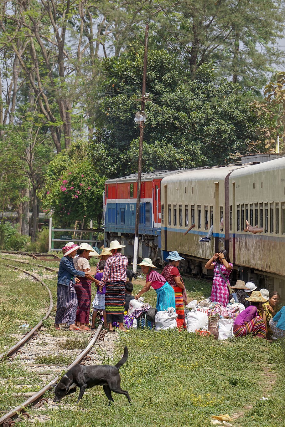 myanmar (burma), plant, tree, group of people, men, real people HD wallpaper