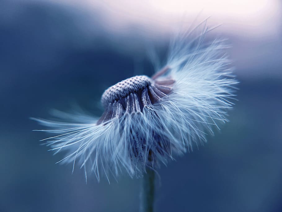 light, blur, flower, pollen, close-up, color, dandelion, dandelion seeds, HD wallpaper