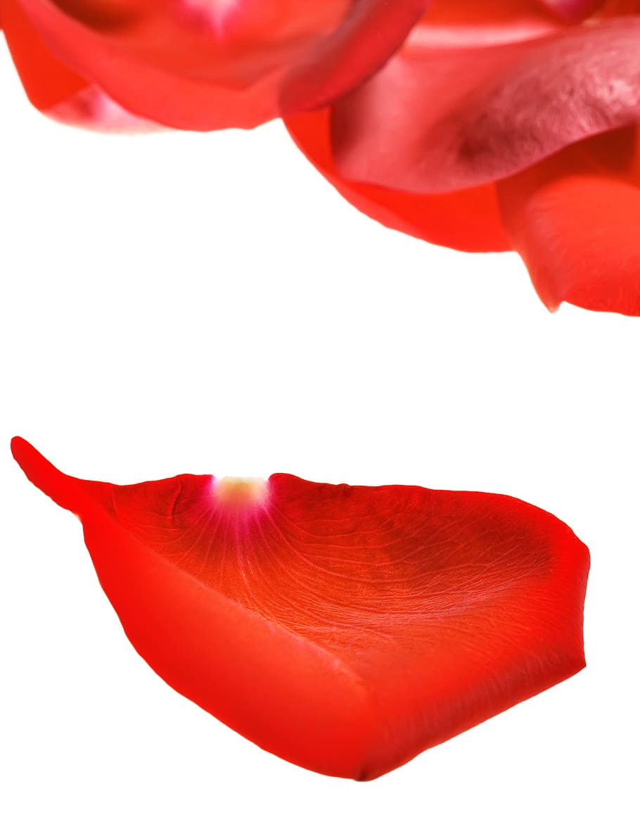 flower, fresh, gift, isolated, petals, photo, red, romance HD wallpaper