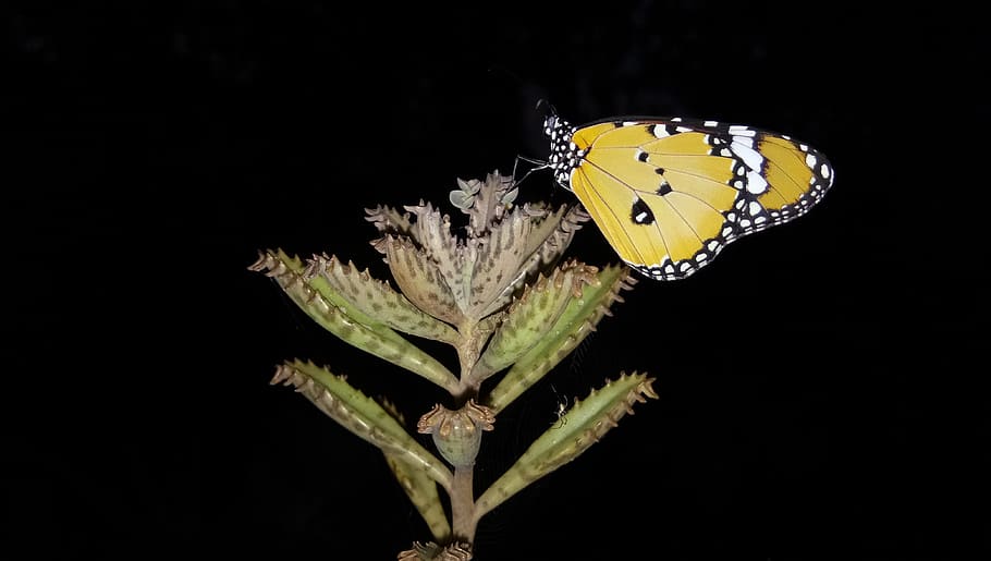 butterfly, insect, cactus, natural, colourful, black background HD wallpaper
