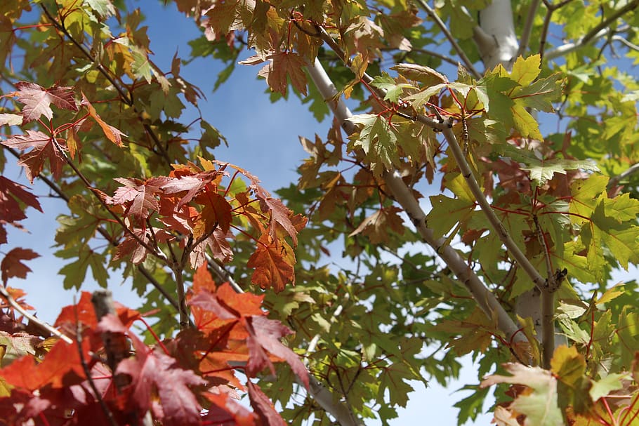 fall, leafs, trees, nature, plant, plant part, growth, low angle view HD wallpaper