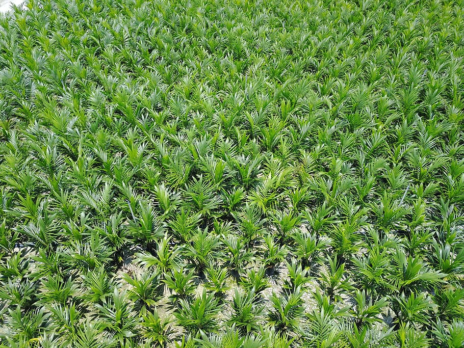 green plants, field, malaysia, bidor, 321, crop, leaf, flora HD wallpaper