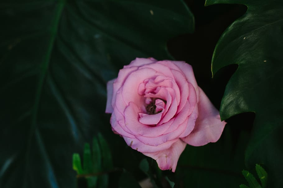 dark, green, leaf, plant, rose, pink, petal, flower, flowering plant HD wallpaper