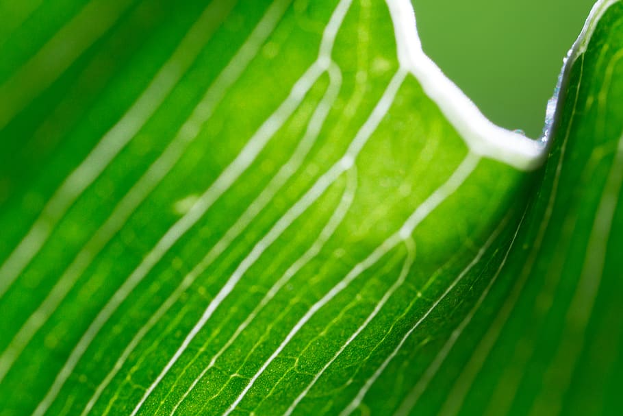 canada, montreal, macro, leave, leaf, green color, plant part HD wallpaper