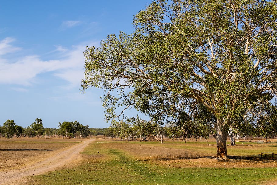 tree, road, sky, landscape, nature, path, outdoors, rural, morning HD wallpaper