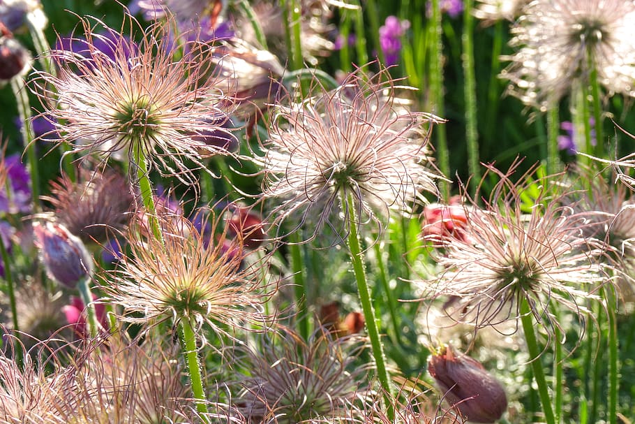 flower, keto, evening, sunset, garden, summer, flowering plant HD wallpaper