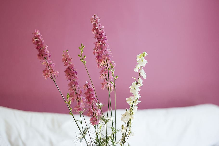 pink, white, flowers, plant, flowering plant, pink color, beauty in nature HD wallpaper