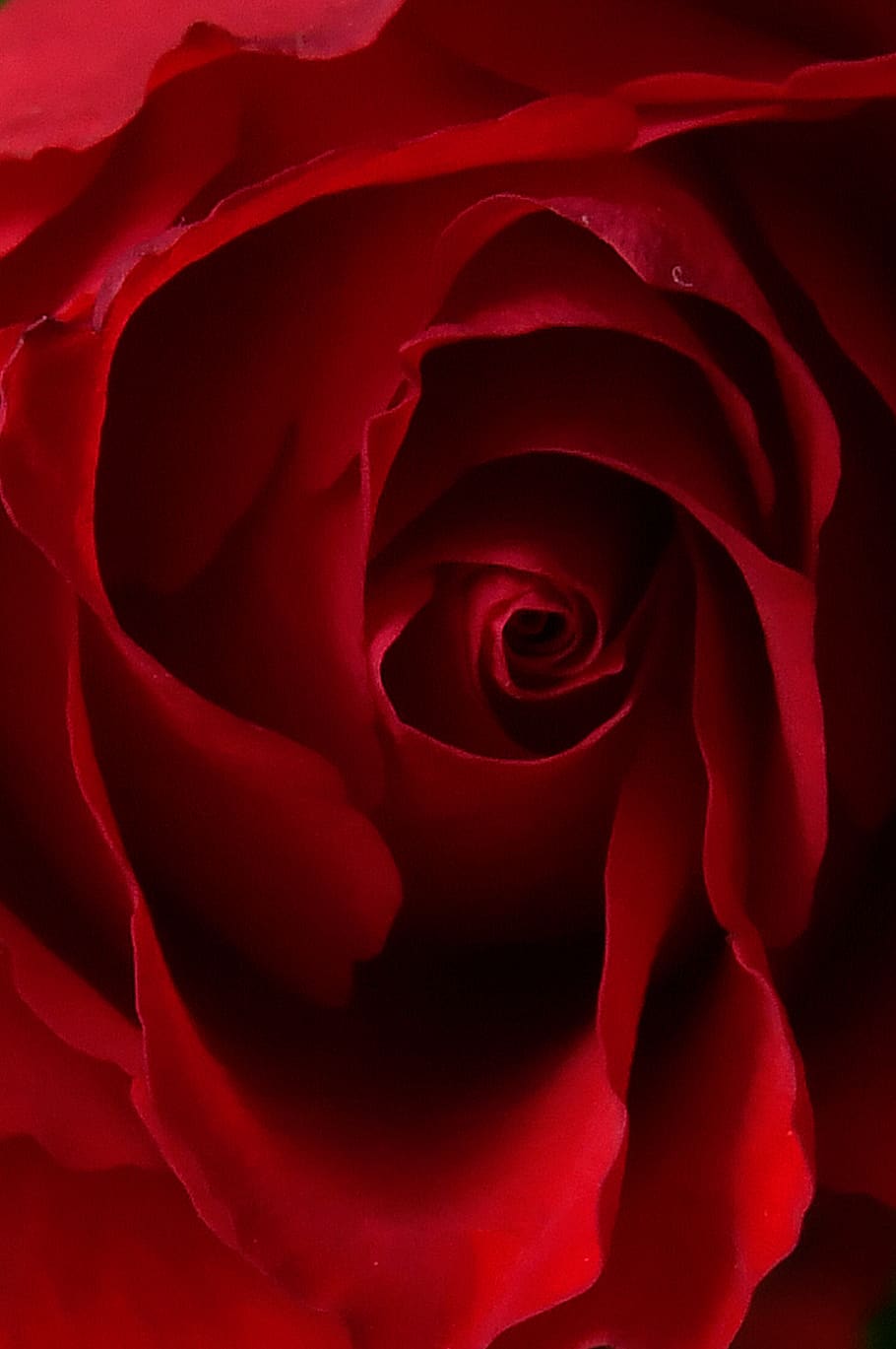 160+ 4K Red Rose Wallpapers | Background Images