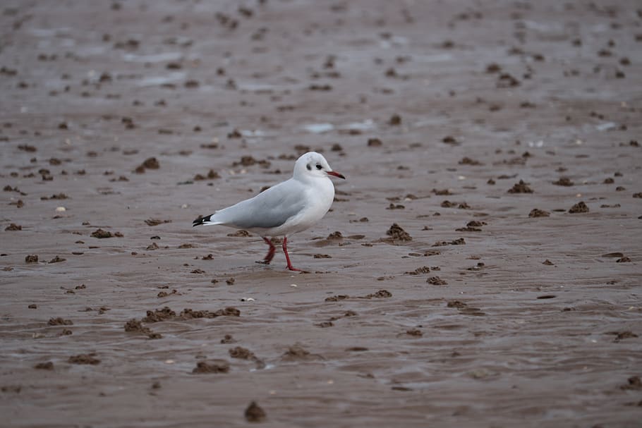 seagull, sand, mud, animal, animal themes, one animal, bird HD wallpaper