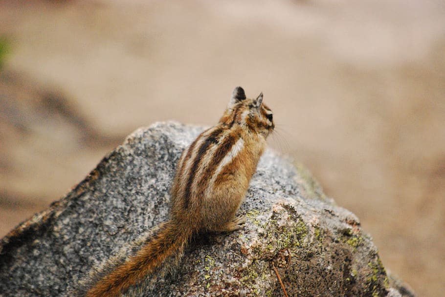 brown squirrel on rock, animal, rodent, mammal, cat, pet, food HD wallpaper