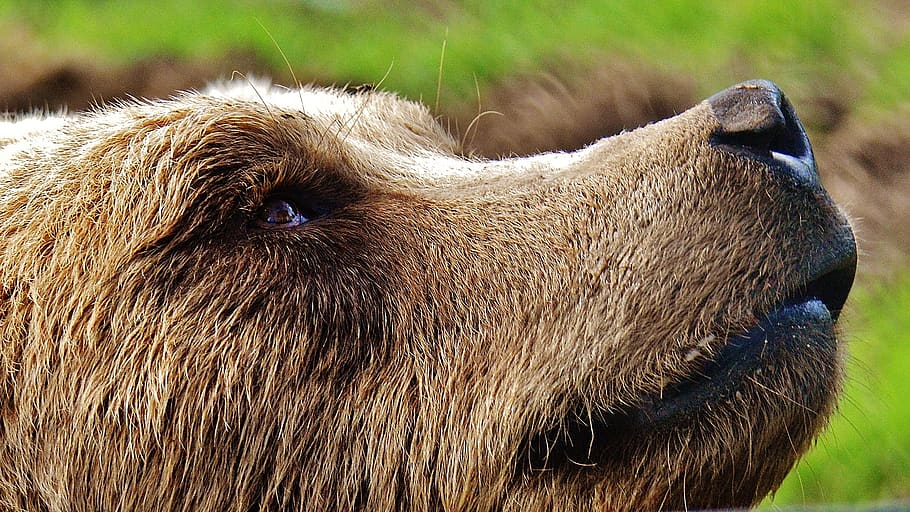 Short-coated Tan Dog on Selective Focus Photo, animal, animal world