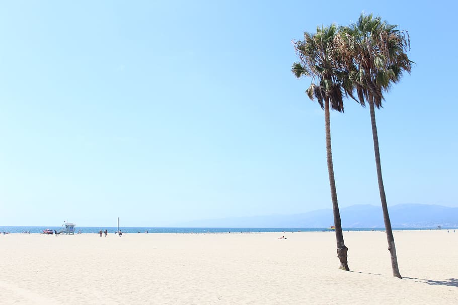 venice beach, palm tree, vacation, life, palmtree, california HD wallpaper