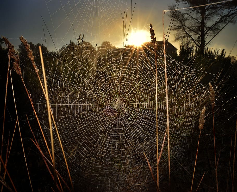 spiderweb, trap, intricacy, cobweb, nature, outdoors, arachnid HD wallpaper