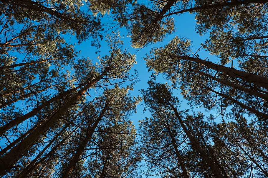 forest, sky, nature, landscape, clouds, trees, valley, scenic HD wallpaper