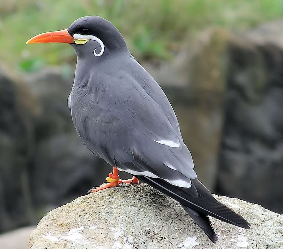inca, tern, bird, animal, nature, animal themes, vertebrate HD wallpaper