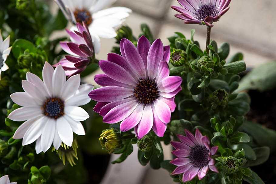cape daisies, flowers, white, purple, pink, plant, garden, in the garden