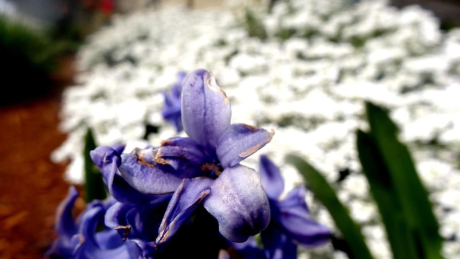 contrast, white, old, flowers, flowering plant, beauty in nature HD wallpaper