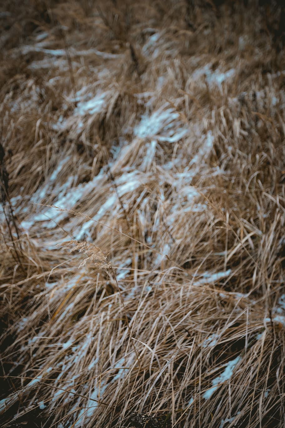 grass, drought, snow, ze, winter, cold, brown, dead, sleep HD wallpaper