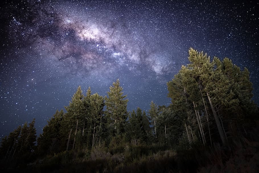 forest during night time, tree, plant, star - space, astronomy HD wallpaper