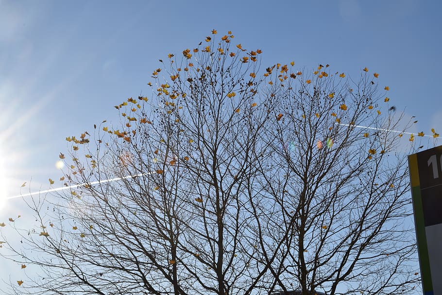 netherlands, amersfoort, sky, tree, sun, airplanes, leaves HD wallpaper