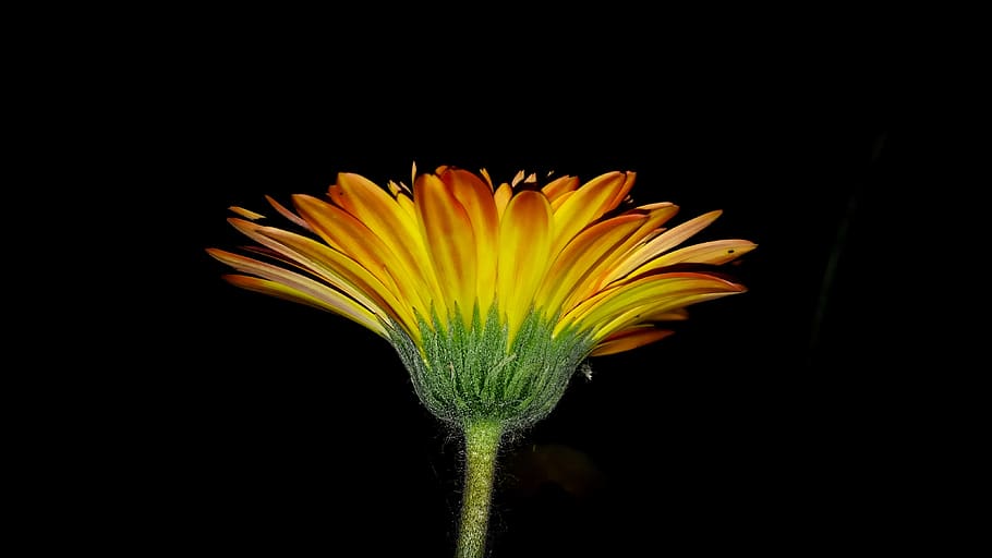 flower, nature, flora, bright, color, growth, garden, blooming HD wallpaper