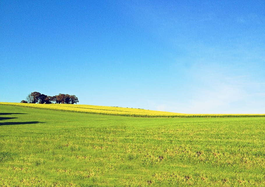 flower, cloud, outdoor, environment, tree, natural, horizon HD wallpaper