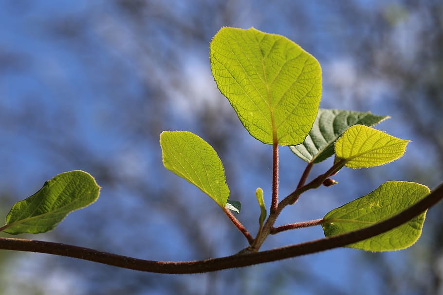 kiwi leaf, leaves, branch, plant part, focus on foreground HD wallpaper