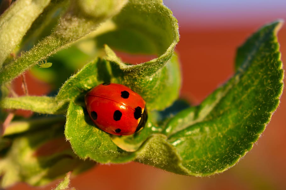 ladybug, aphid, macro, insect, insects, aphids, colorful, closeup HD wallpaper
