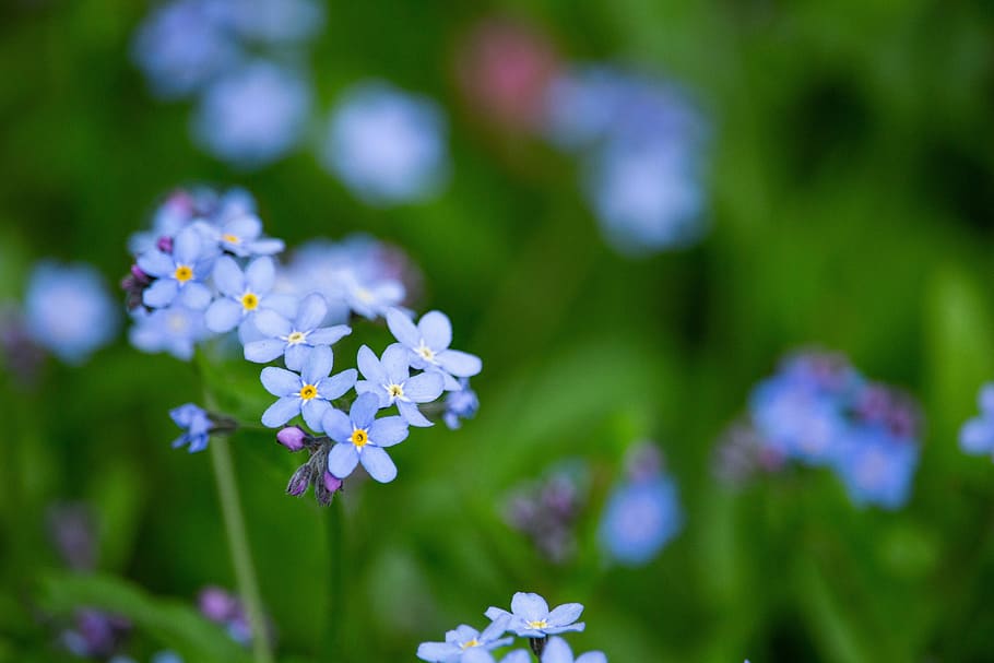 forget me not, scorpion grasses, blue flower, nature, spring, HD wallpaper