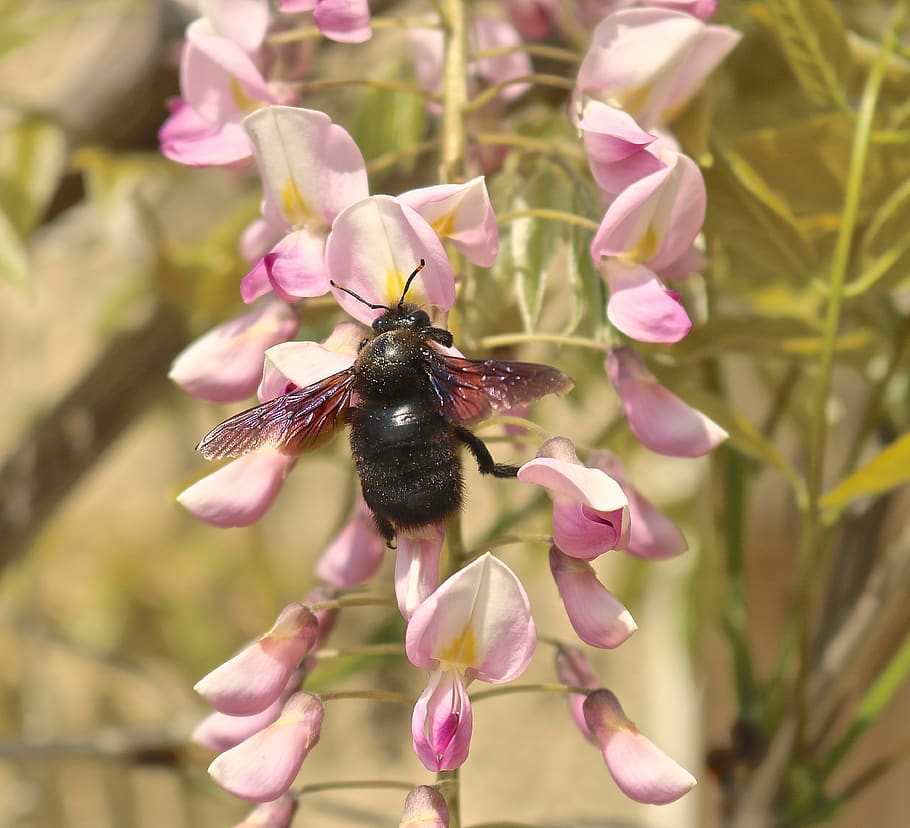 carpenter bee, xylocopa, black, close up, wings, insect, wisteria HD wallpaper