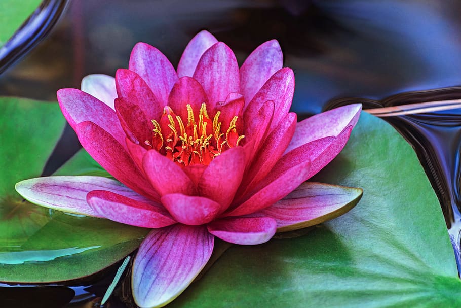 water lily, flower, park, pond, flora, water plants, pink, pink water lily