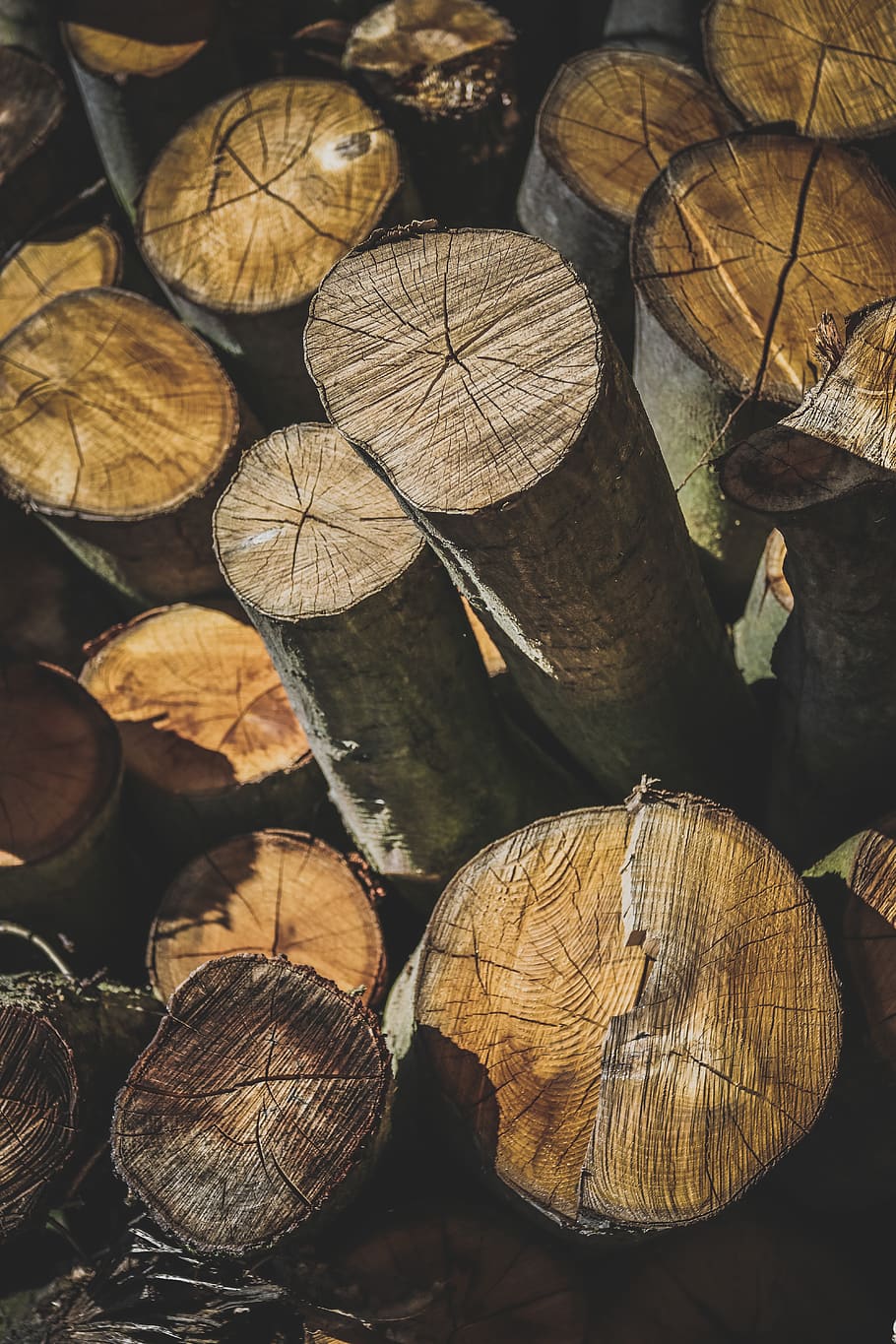 forest, logs, wood, close up, tones, neutral, natural, landscape HD wallpaper