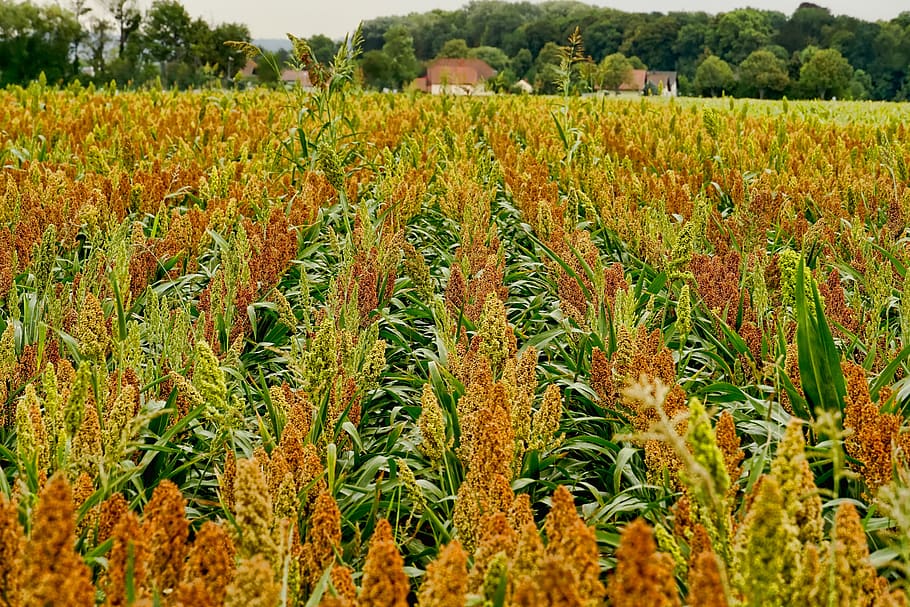 Sorghum 1080p 2k 4k 5k Hd Wallpapers Free Download Wallpaper Flare