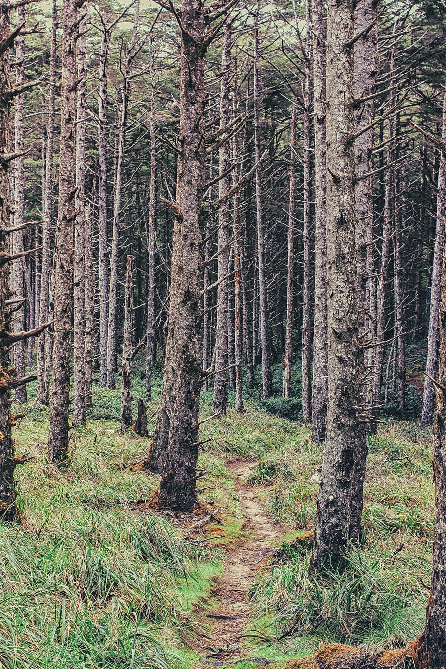 green leaf tree forest, land, plant, tranquility, woodland, trunk HD wallpaper