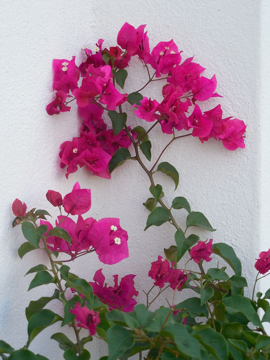 HD wallpaper: pink color, plant, flower, freshness, flowering plant ...