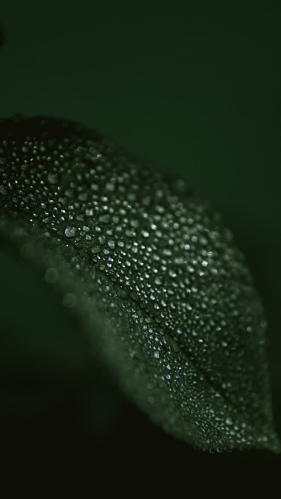 blur, close-up, dark, focus, green, green background, drop, no people HD wallpaper