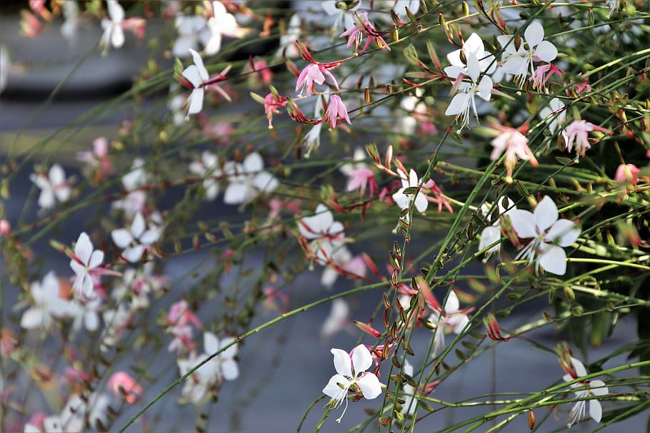 delicate, flower, decorative, white, plant, growth, flowering plant HD wallpaper