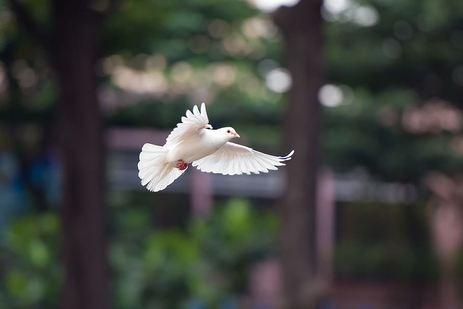 bird, dove, fly, nature, wing, white, flying, animal, animal themes, HD wallpaper