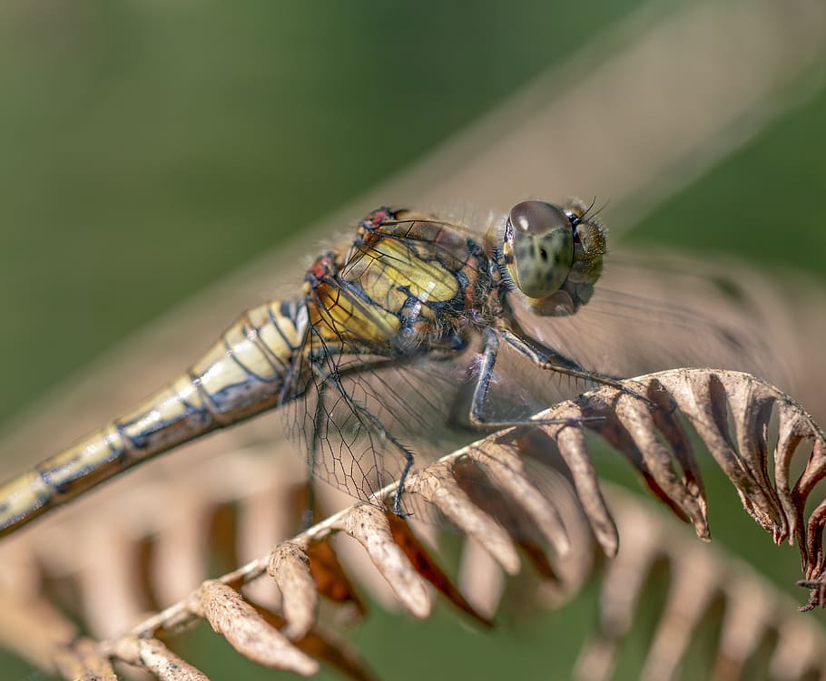 common darter, dragonfly, insect, odonata, summer, resting HD wallpaper