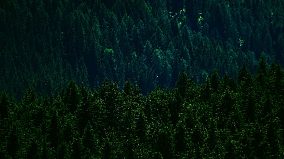 green leafed trees, flora, grass, plant, forest, italy, lake misurina HD wallpaper