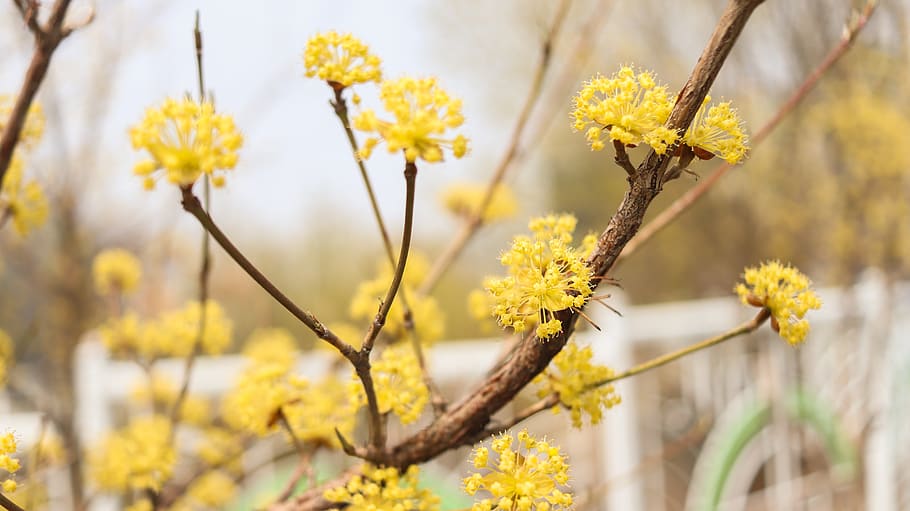cornus, fruit, wood, cornus flower, flowers, flowering plant HD wallpaper