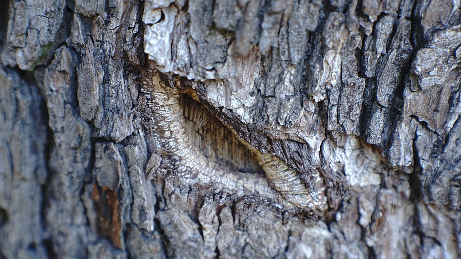 poland, textured, tree trunk, full frame, close-up, no people HD wallpaper