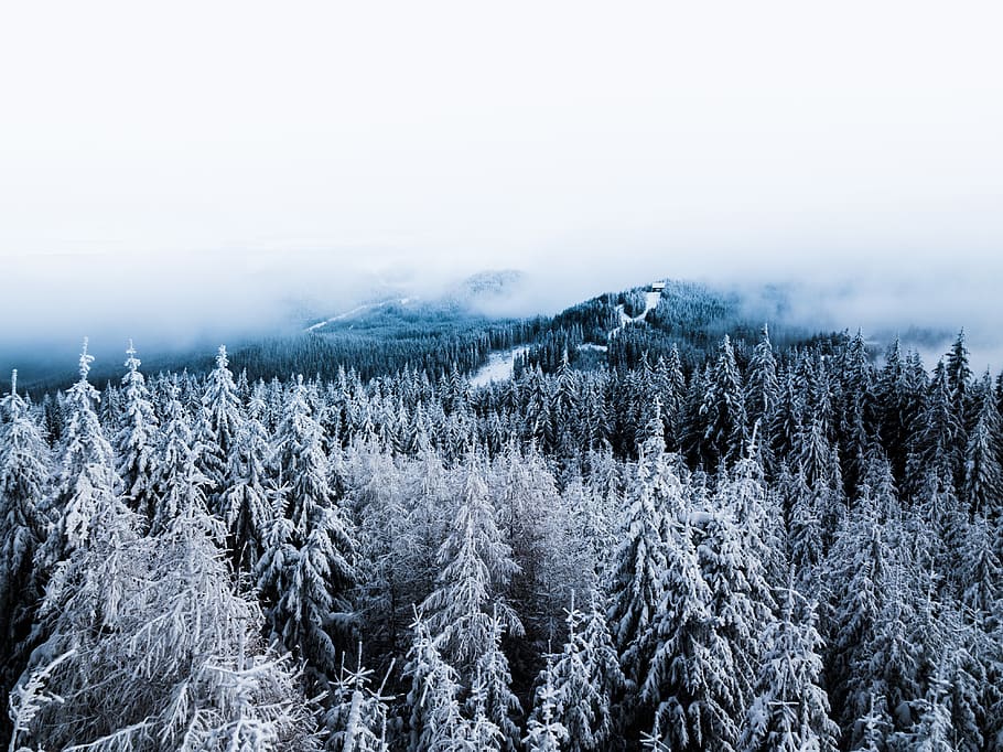 snow-coated pine tree, cold temperature, winter, plant, tranquility HD wallpaper