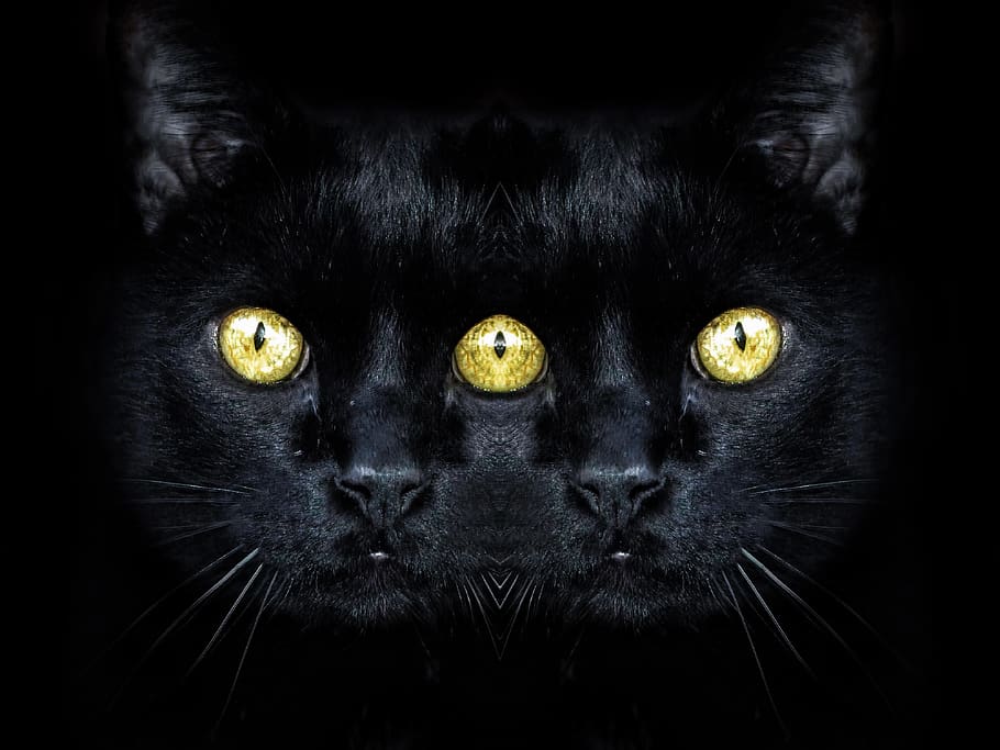 cat, black, animal, mythology, strange, dream, weird, kitten, HD wallpaper