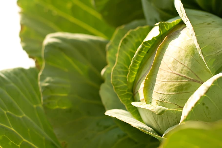 background, cabbage, diet, eat, farm, farming, food, fresh HD wallpaper