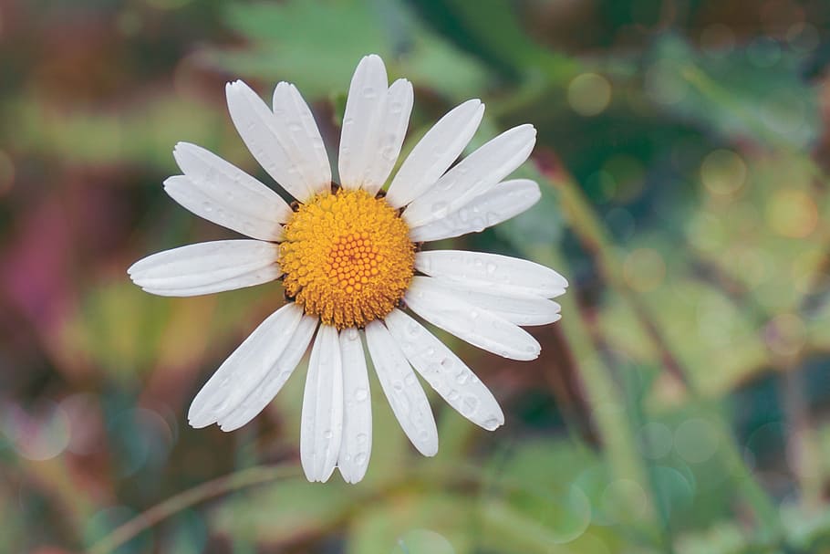 White Daisy Flower With Water Dew, beautiful, bloom, blooming HD wallpaper