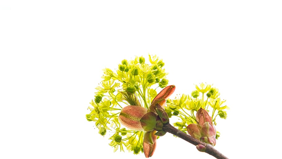 tree, leaves, nature, mood, colorful, studio shot, white background HD wallpaper