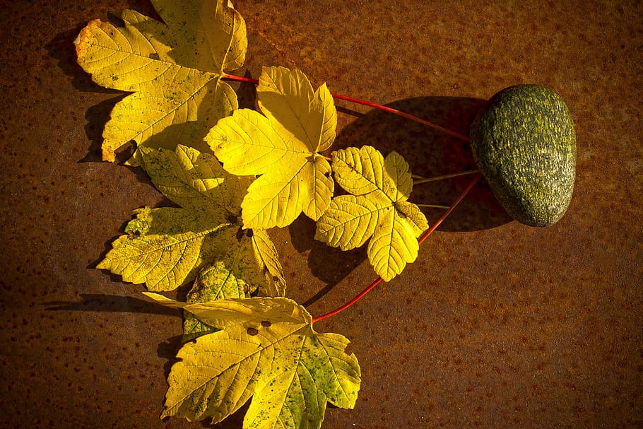 autumn, leaf, maple, tree, forest, yellow, green, sunny, structure HD wallpaper