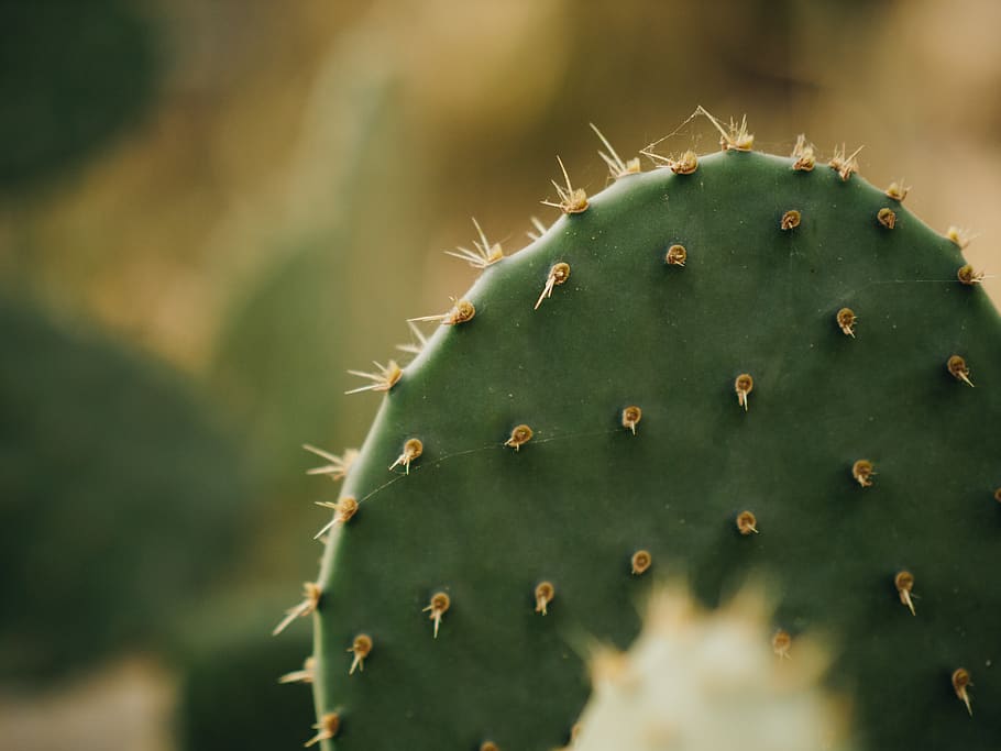 cactus, desert, forest, sharp, green, nature, brown, flora HD wallpaper