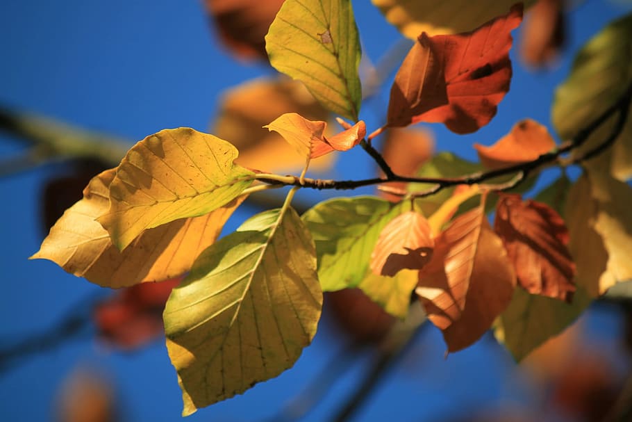 plant, tree, nature, leaf, plant part, close-up, autumn, sunlight HD wallpaper